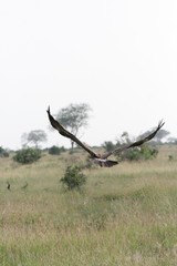 Alcuni scatti del parco nazionale zavo est in kenya 