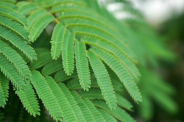 Green branches of albizia tree. Nature background