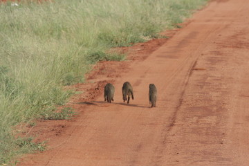 Alcuni scatti del parco nazionale zavo est in kenya 