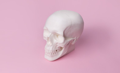 Gypsum skull in on pastel pink background.