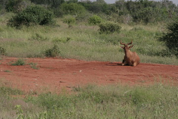 Alcuni scatti del parco nazionale zavo est in kenya 
