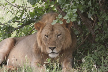 Alcuni scatti del parco nazionale zavo est in kenya 