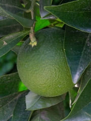 Bergamot fruit on tree, partially behind some leaves