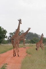 Alcuni scatti del parco nazionale zavo est in kenya 