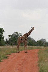 Alcuni scatti del parco nazionale zavo est in kenya 