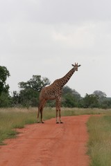 Alcuni scatti del parco nazionale zavo est in kenya 