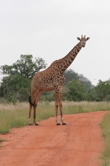 Alcuni scatti del parco nazionale zavo est in kenya 