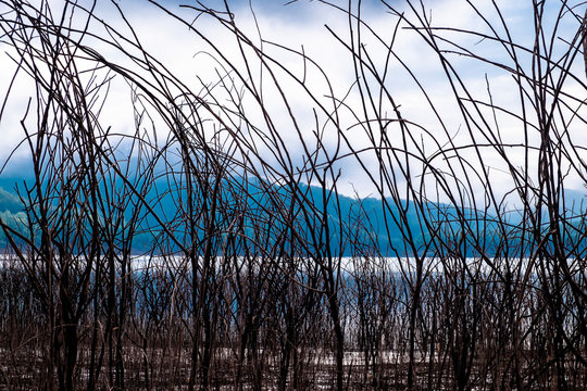 Brown dead pricky wood weed branches scattered all over the frame with lake and mountains as background.