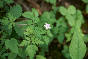Geranium robertianum
