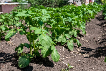 A row of potatoes in the garden. Green plants on earth