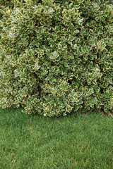 variegated foliage of Ilex aquifolium