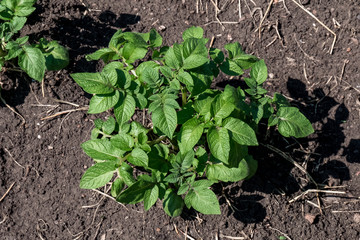 A row of potatoes in the garden. Green plants on earth