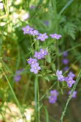 violet flowers of Legousia speculum veneris plant