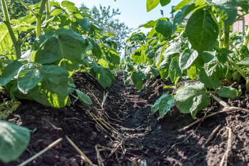 A row of potatoes in the garden. Green plants on earth