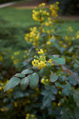 Mahonia aquifolium blossom
