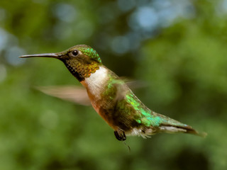 Plakat hummingbird in flight
