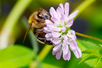 Biene an Lavendel