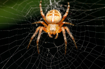 Spinne im Netz
