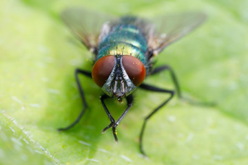 Fliegenaugen