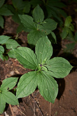 Paris quadrifolia plant in underwood