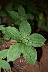 Paris quadrifolia plant in underwood