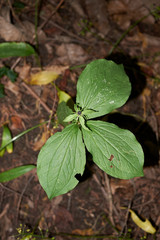 Paris quadrifolia plant in underwood