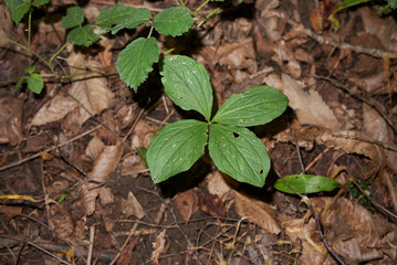 Paris quadrifolia plant in underwood