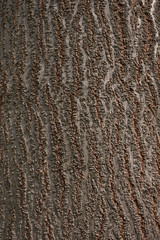 Paulownia tomentosa bark close up