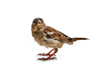 Little bird the Sparrow (Passer italiae)