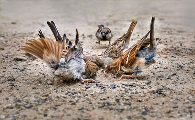 Little bird the Sparrow (Passer italiae)