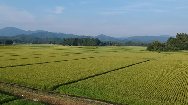 日本の田園風景　8月　空撮　農業イメージ