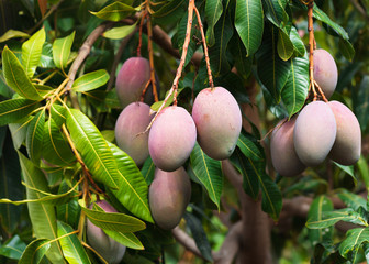 Tree with mango fruits hanging from branches in a garden. Selective focus.