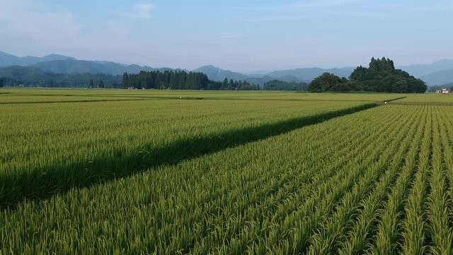 日本の田園風景　8月　空撮　農業イメージ