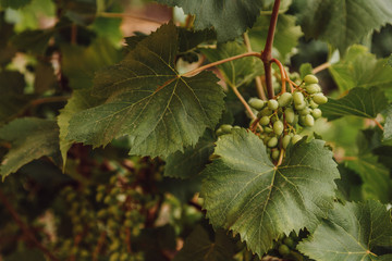 Bunches of unripe grapes in the garden. Close-up.