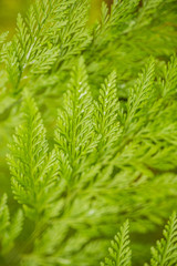 A green fern of botanical garden is in Thailand.