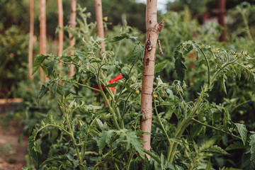 Blooming green bush of tomatoes on a summer day in a rural garden. Close up.