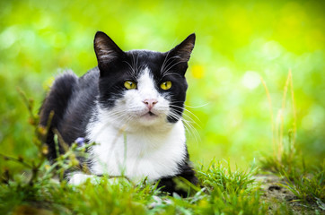 Two-tone cat basking in the summer grass, portrait