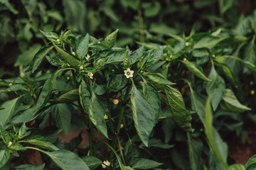 Flowering bush of sweet pepper in a rural garden. Close up.