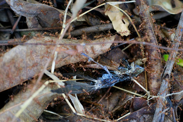 Ants with dead birds, ants and food, dead birds on the ground