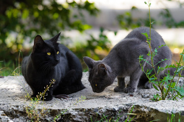 Two cats on a stone