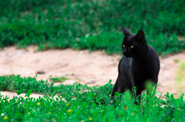 Naklejka na ściany i meble Black cat on a background of greenery