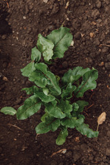 Green leaves of a young beetroot shoot. Mangold. Top view.