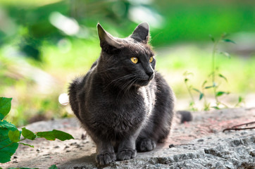 Portrait of a gray cat on a stone