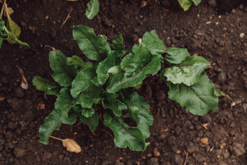 Young shoots of beetroot in a rustic garden.Top view.