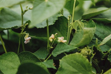 Small beautiful bean flowers  on a summer day. Close up.