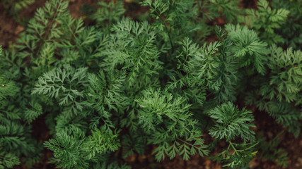 Green sprigs of carrots on the ground in a rural garden. Top view. Close up.
