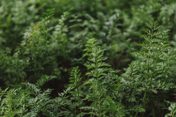 Green carrot twigs on a summer day in a rural garden.  Close up.