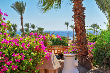 Fototapeta na wymiar palm trees, tropical plants on the coast, sea view in the background