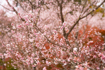 sakura in autumn
