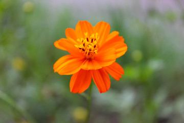 orange flower in the field